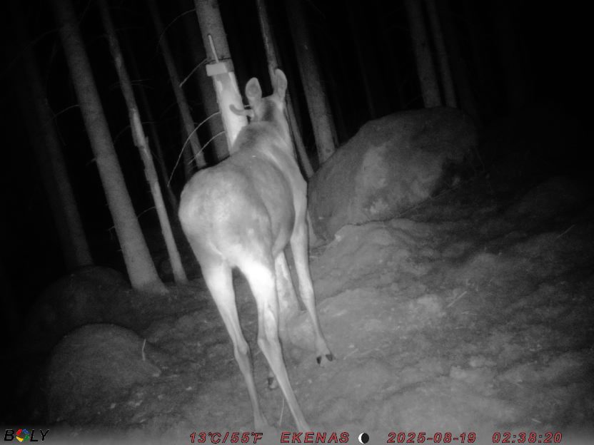 Bild från EKENÄSSALTSTEN