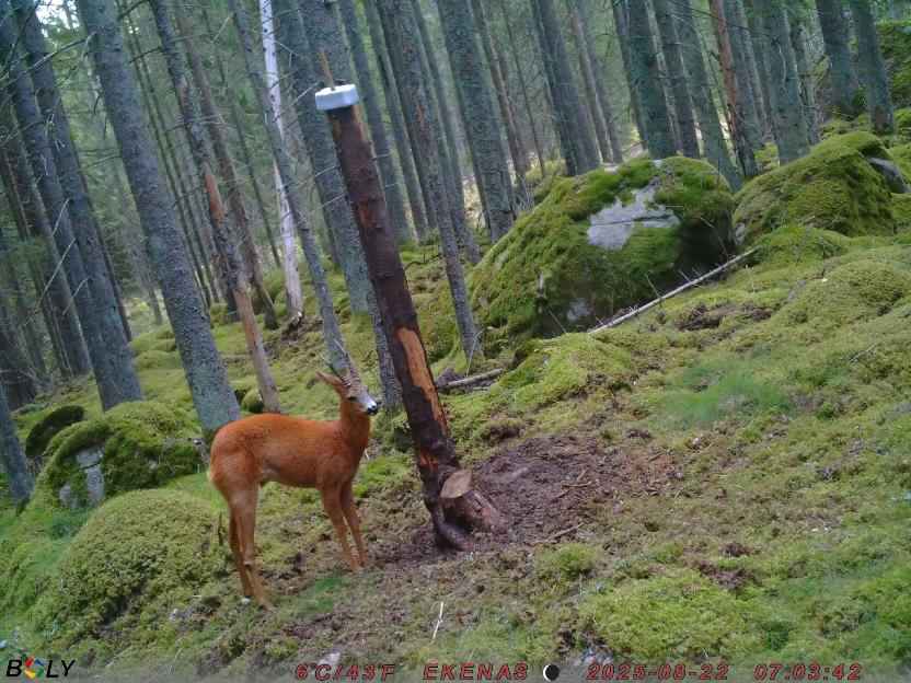 Bild från EKENÄSSALTSTEN