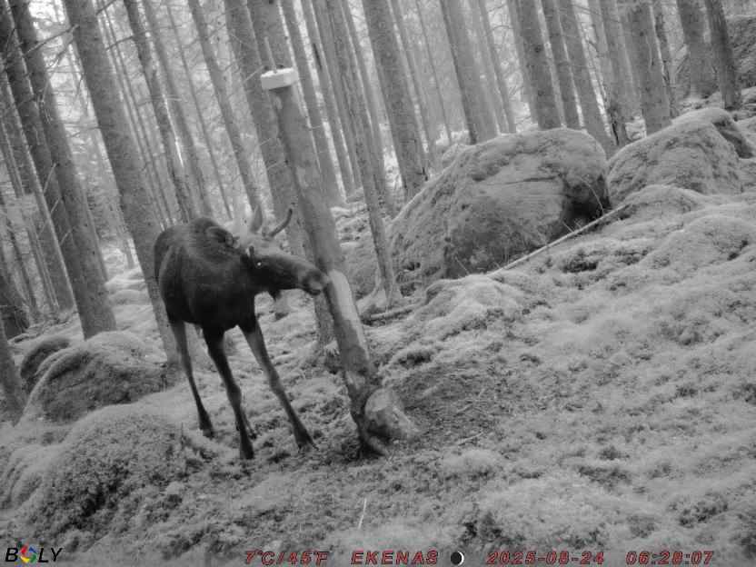 Bild från EKENÄSSALTSTEN