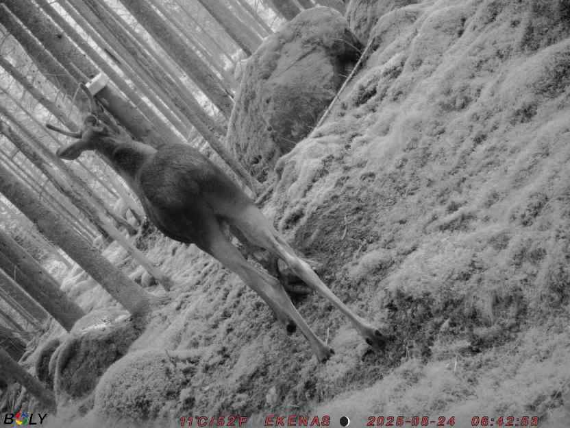 Bild från EKENÄSSALTSTEN