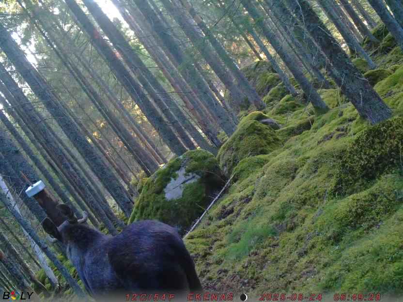 Bild från EKENÄSSALTSTEN