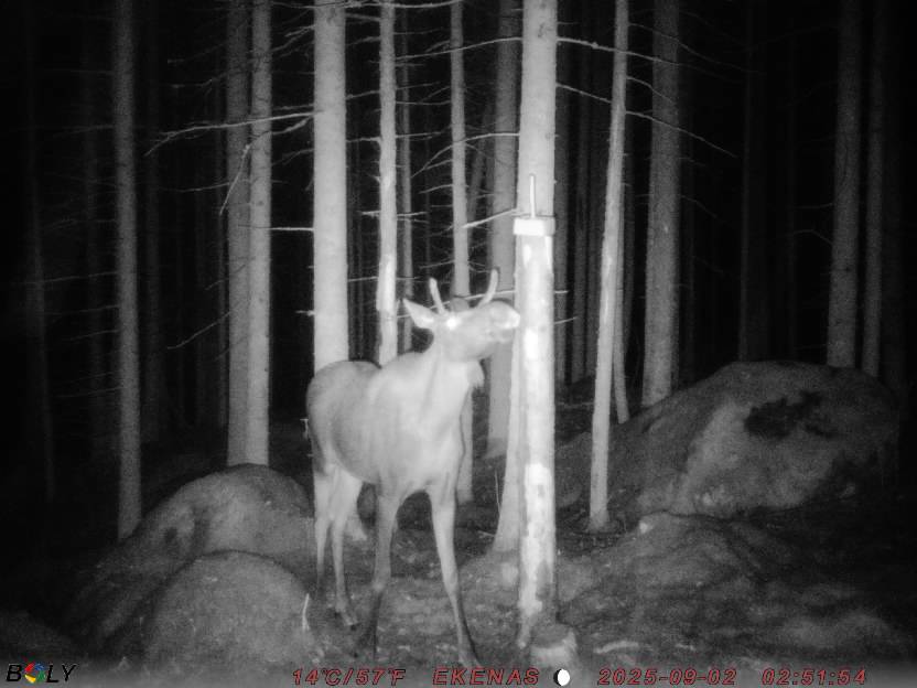 Bild från EKENÄSSALTSTEN