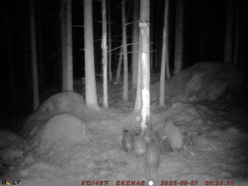 Bild från EKENÄSSALTSTEN