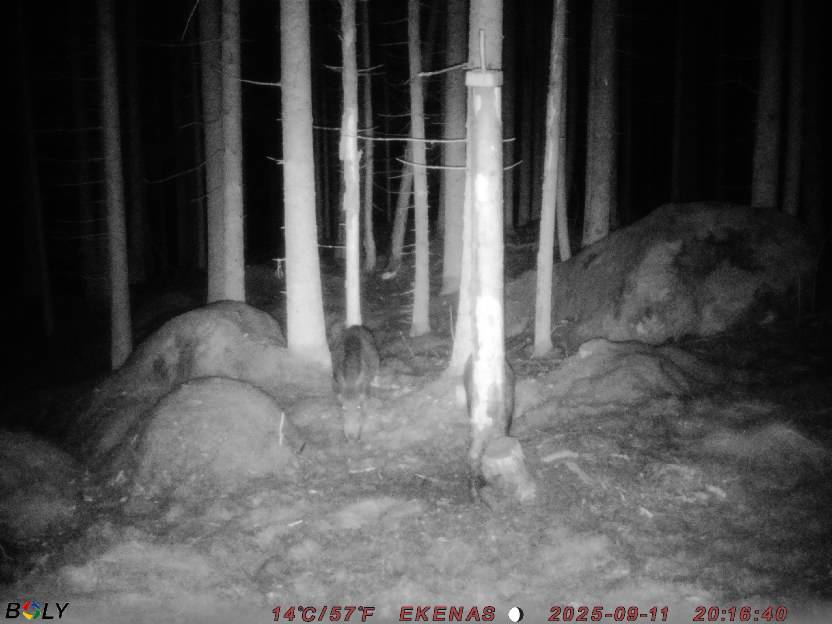 Bild från EKENÄSSALTSTEN