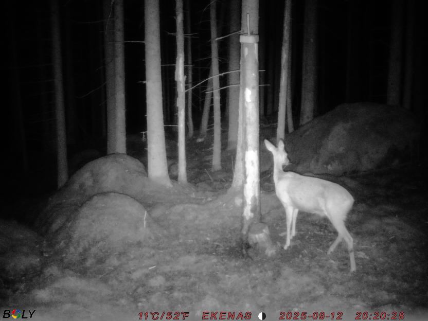 Bild från EKENÄSSALTSTEN