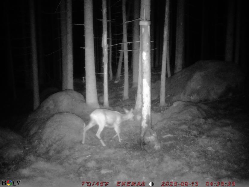 Bild från EKENÄSSALTSTEN