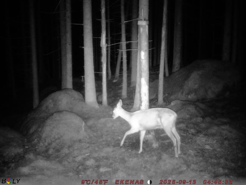 Bild från EKENÄSSALTSTEN