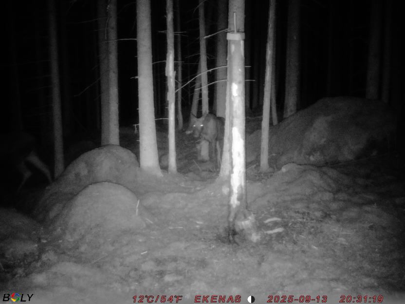 Bild från EKENÄSSALTSTEN