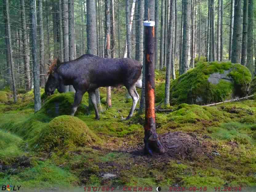 Bild från EKENÄSSALTSTEN