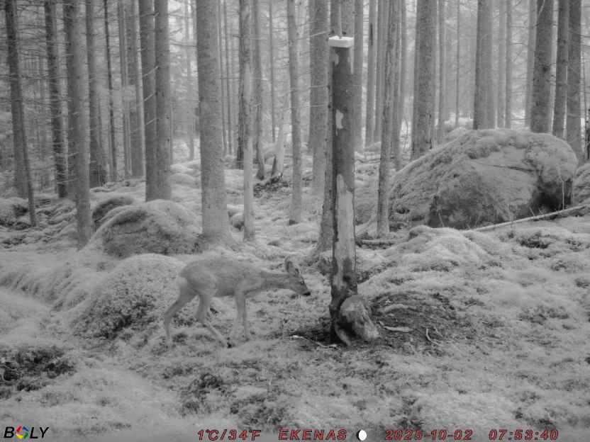 Bild från EKENÄSSALTSTEN