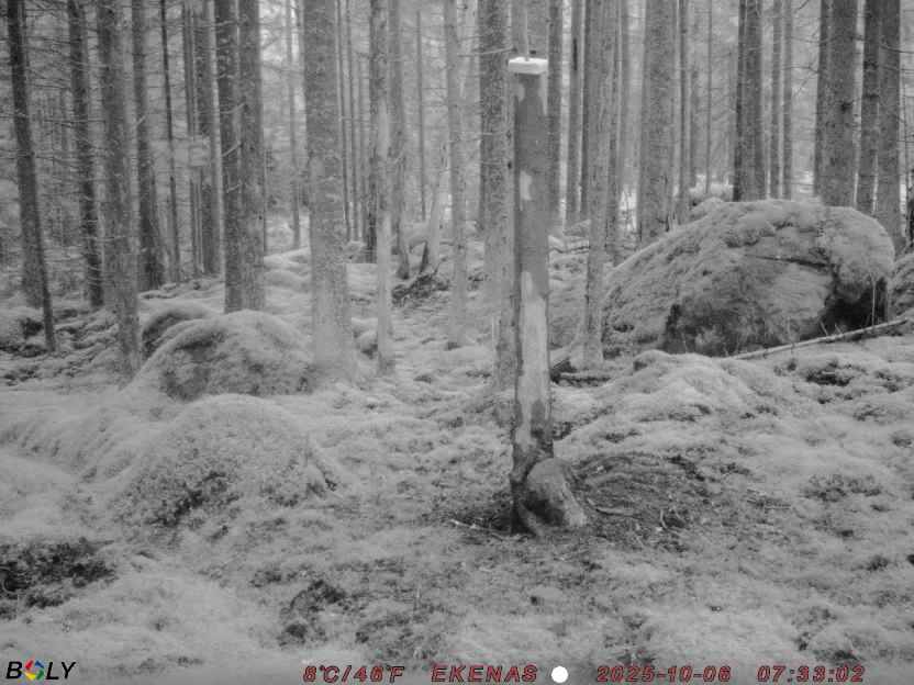 Bild från EKENÄSSALTSTEN