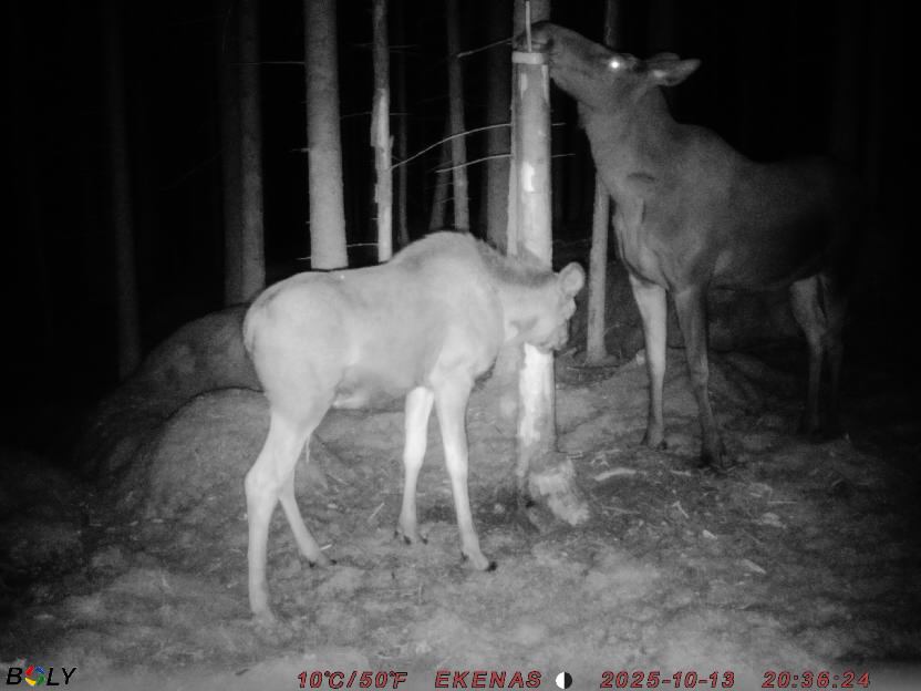 Bild från EKENÄSSALTSTEN