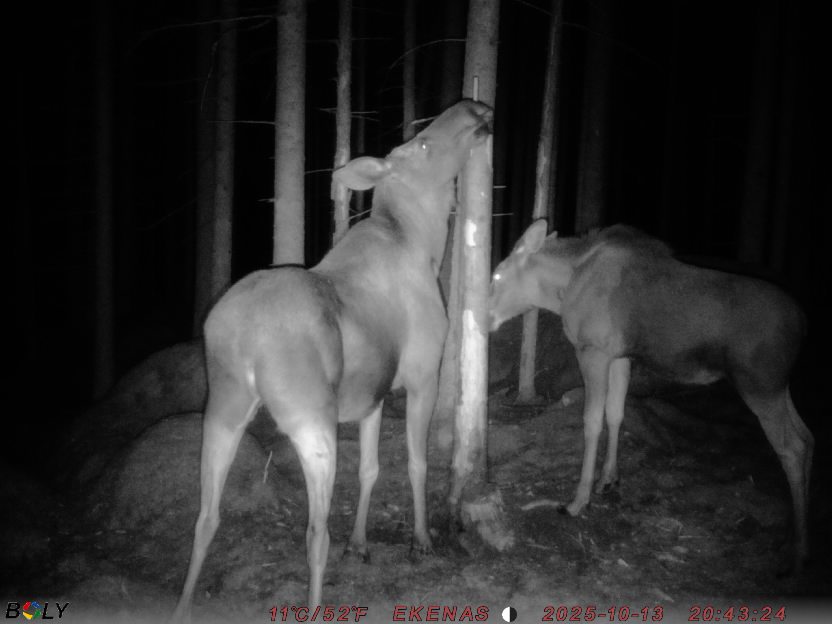 Bild från EKENÄSSALTSTEN