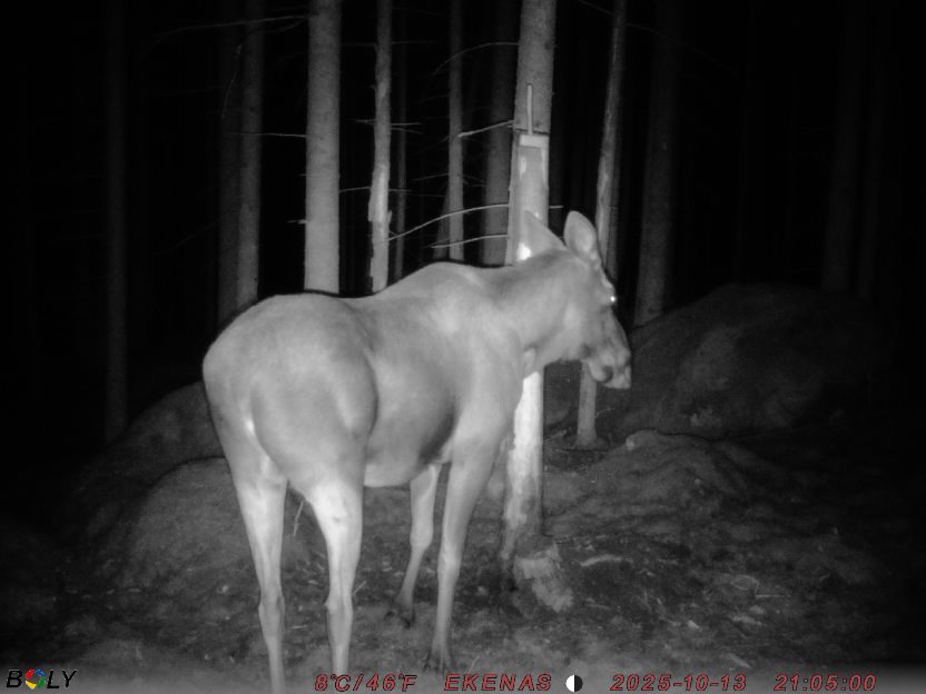 Bild från EKENÄSSALTSTEN