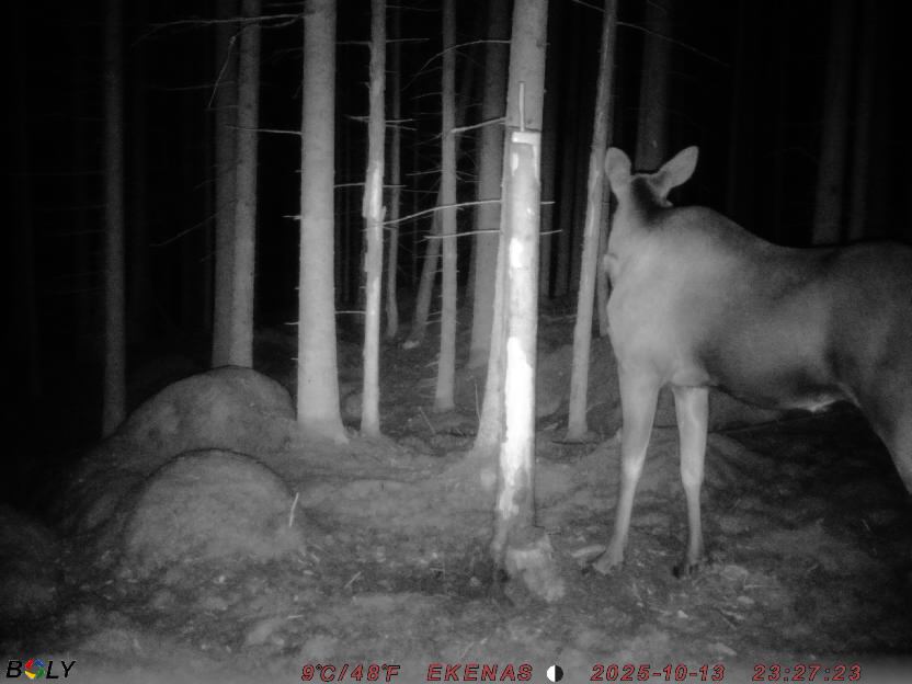 Bild från EKENÄSSALTSTEN