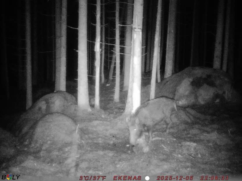 Bild från EKENÄSSALTSTEN