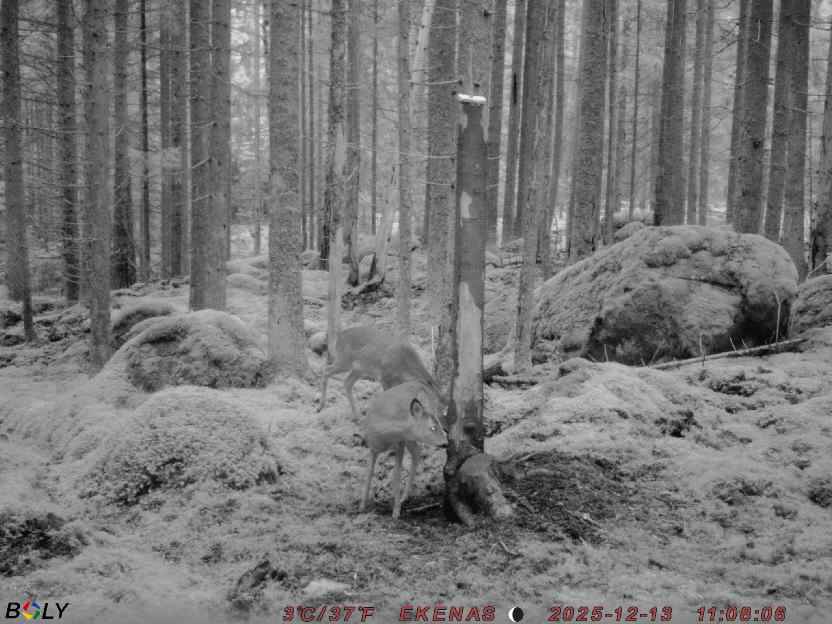 Bild från EKENÄSSALTSTEN