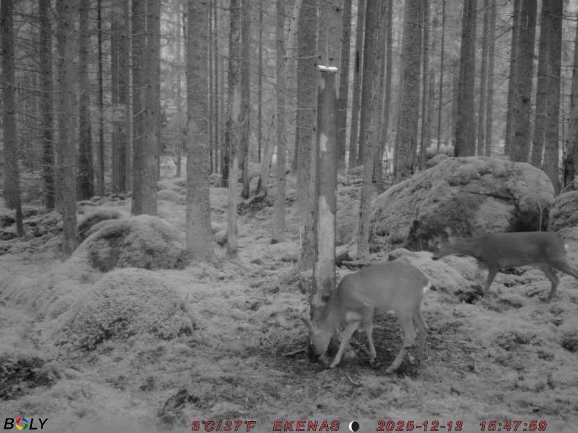 Bild från EKENÄSSALTSTEN