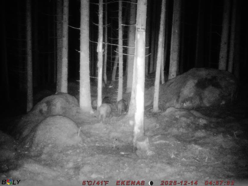 Bild från EKENÄSSALTSTEN