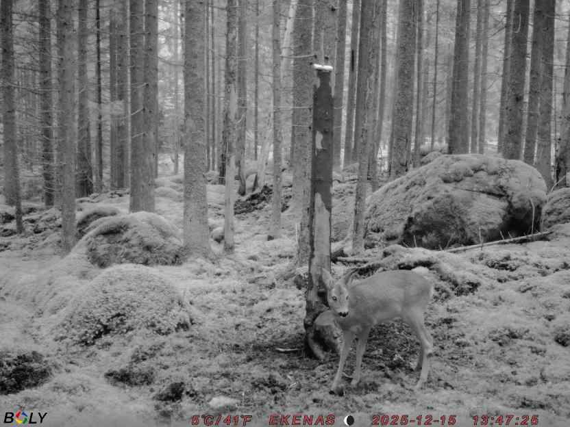 Bild från EKENÄSSALTSTEN