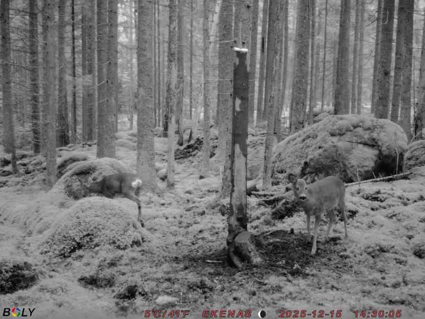 Bild från EKENÄSSALTSTEN