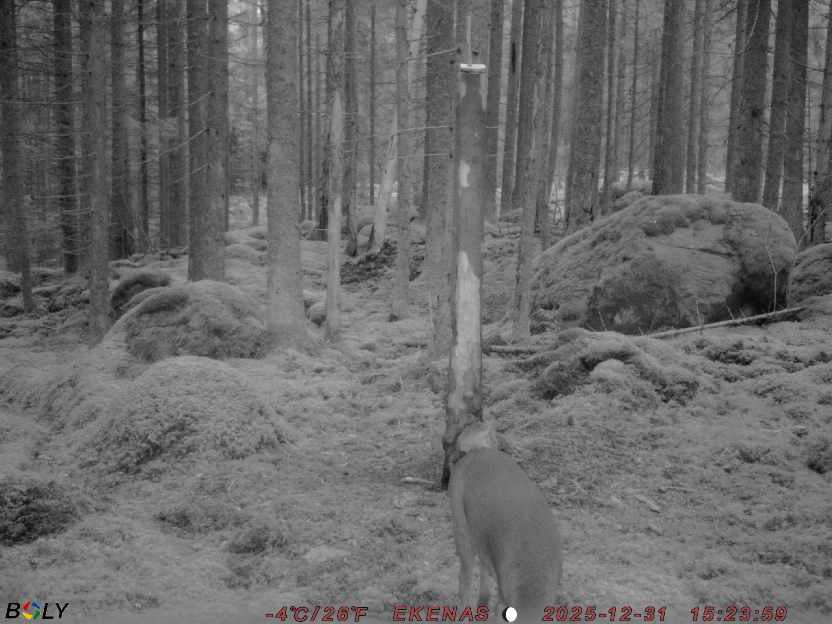 Bild från EKENÄSSALTSTEN