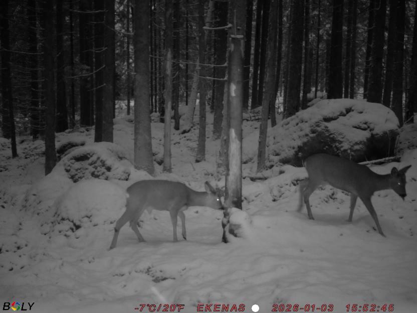 Bild från EKENÄSSALTSTEN