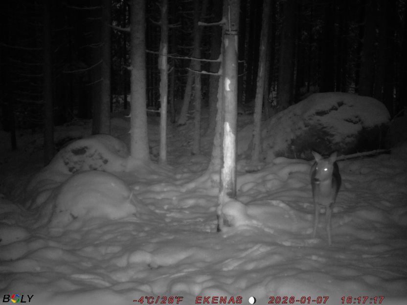 Bild från EKENÄSSALTSTEN