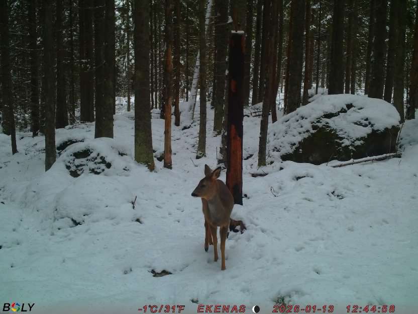 Bild från EKENÄSSALTSTEN