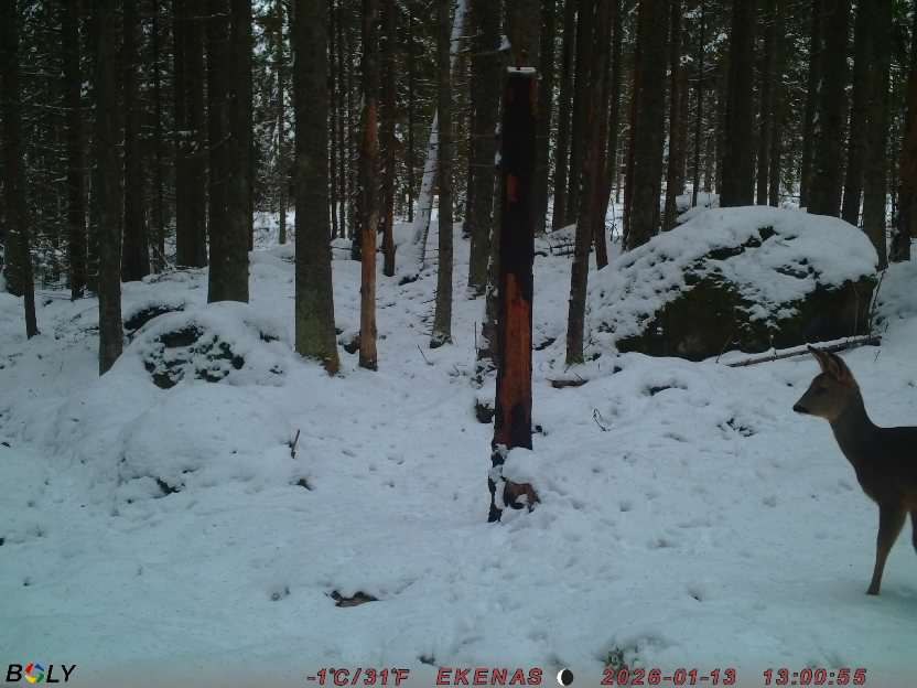 Bild från EKENÄSSALTSTEN