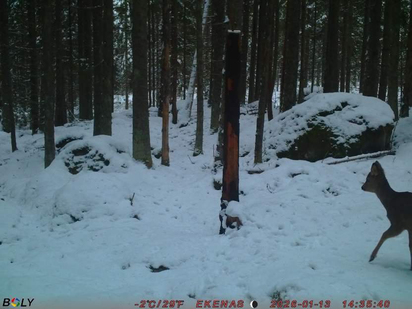 Bild från EKENÄSSALTSTEN