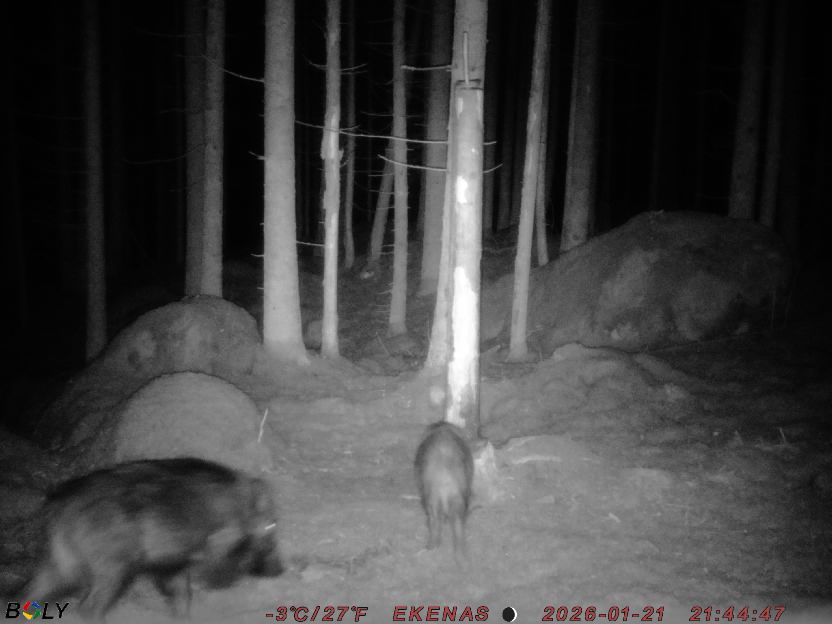 Bild från EKENÄSSALTSTEN