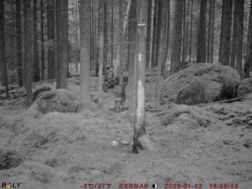 Bild från EKENÄSSALTSTEN