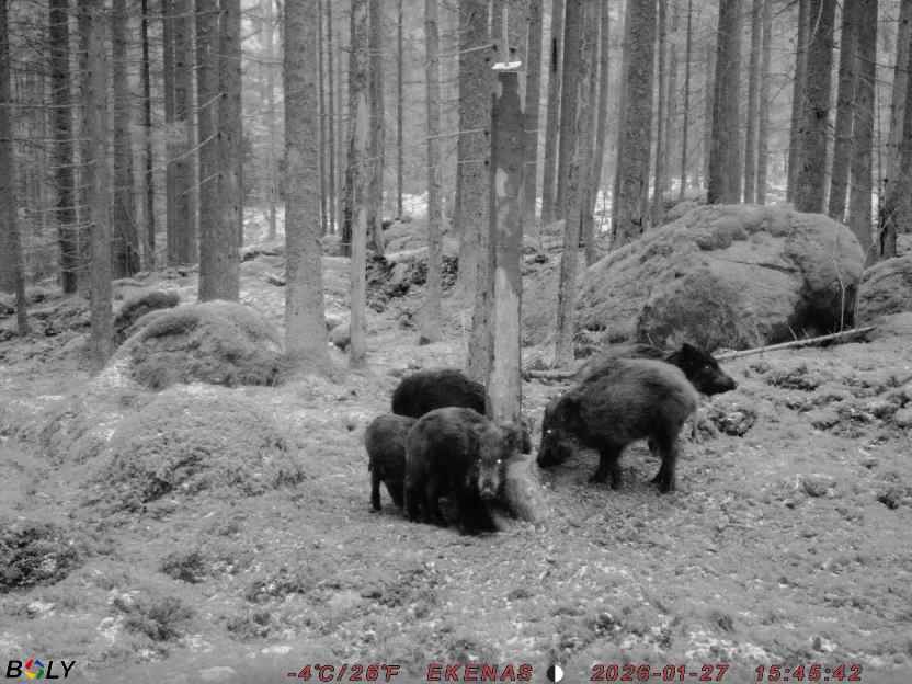 Bild från EKENÄSSALTSTEN