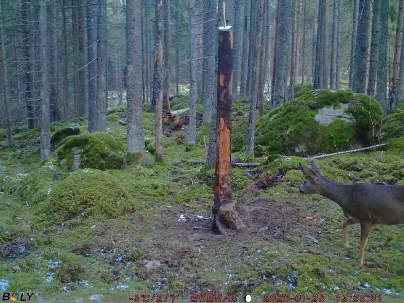 Bild från EKENÄSSALTSTEN