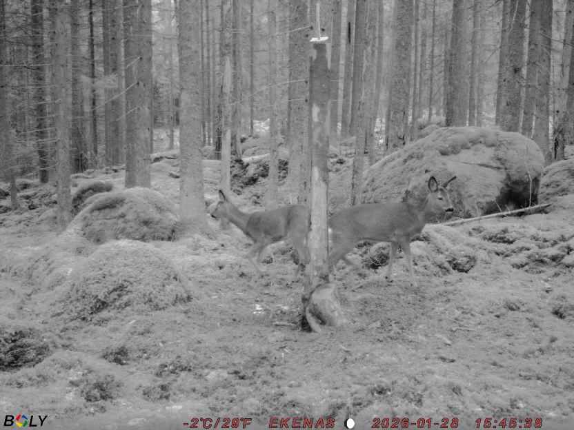 Bild från EKENÄSSALTSTEN