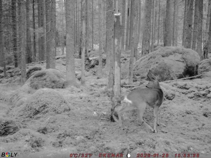 Bild från EKENÄSSALTSTEN