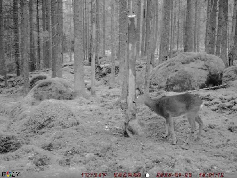 Bild från EKENÄSSALTSTEN