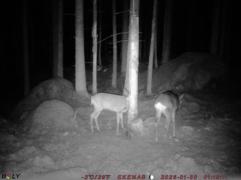 Bild från EKENÄSSALTSTEN