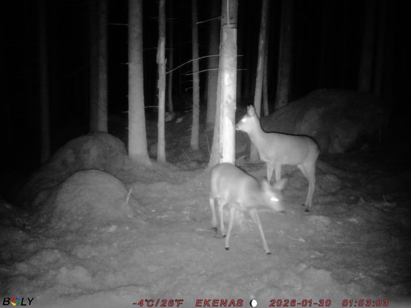 Bild från EKENÄSSALTSTEN