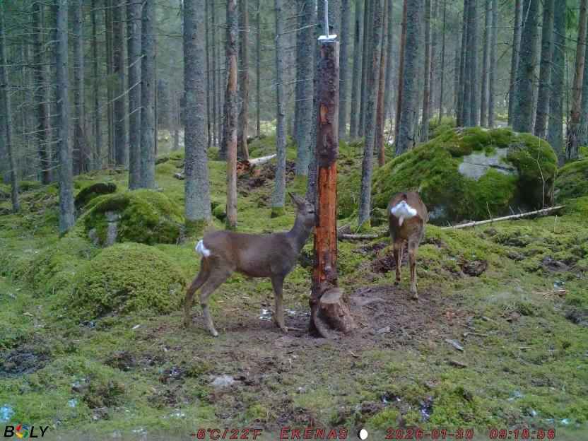 Bild från EKENÄSSALTSTEN