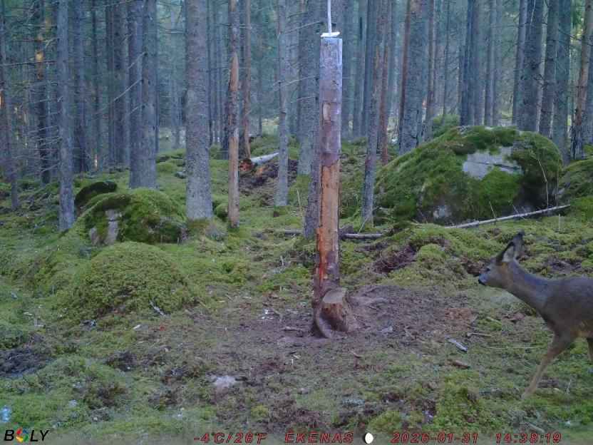 Bild från EKENÄSSALTSTEN