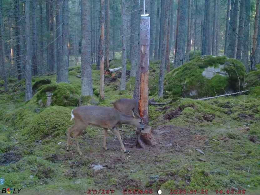 Bild från EKENÄSSALTSTEN