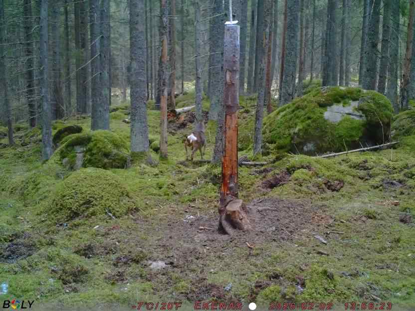 Bild från EKENÄSSALTSTEN