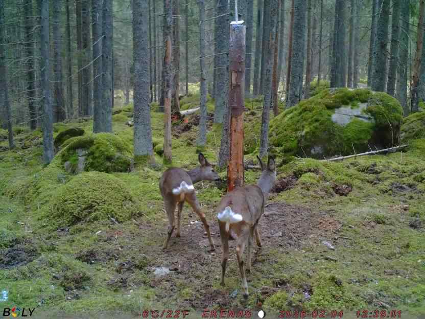 Bild från EKENÄSSALTSTEN