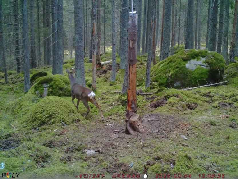 Bild från EKENÄSSALTSTEN