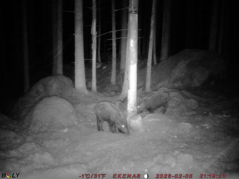 Bild från EKENÄSSALTSTEN