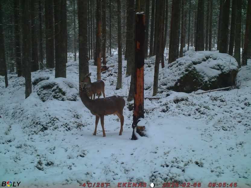 Bild från EKENÄSSALTSTEN