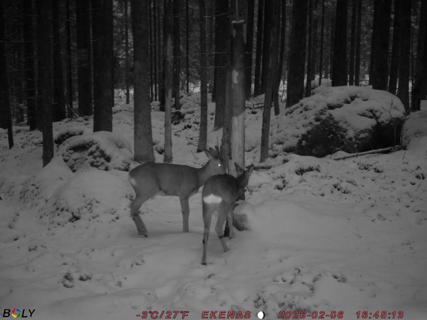 Bild från EKENÄSSALTSTEN