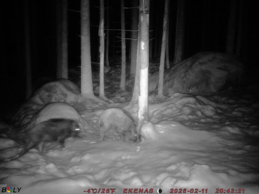 Bild från EKENÄSSALTSTEN